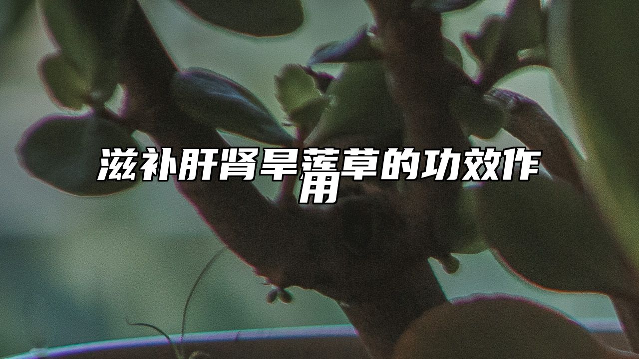 滋补肝肾旱莲草的功效作用