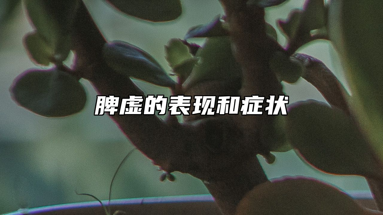 脾虚的表现和症状